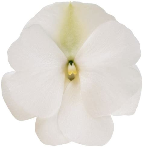 HANGER New Guinea Impatiens Magnum White J P Bartlett S Wholesale