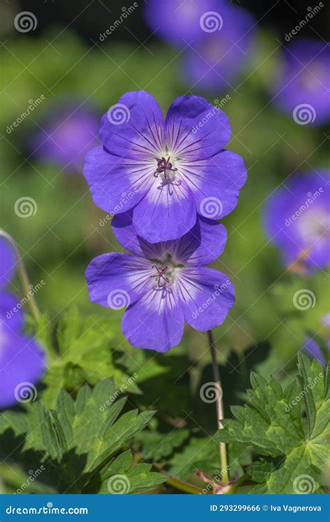 Cranesbills Group Of Blue White Purple Flowers In Bloom Geranium