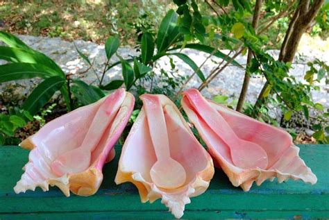 In The Bahamas The Art Of Conch