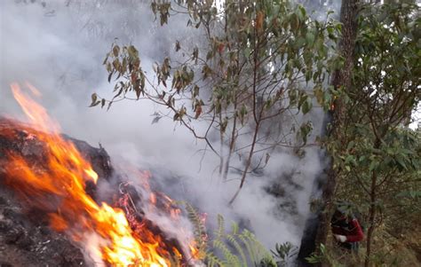 Karhutla Vegetasi Gunung Welirang Di Mojokerto 2 Hari Belum Padam