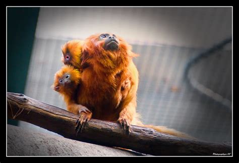 Golden Lion Tamarin Babies Photographyco Flickr