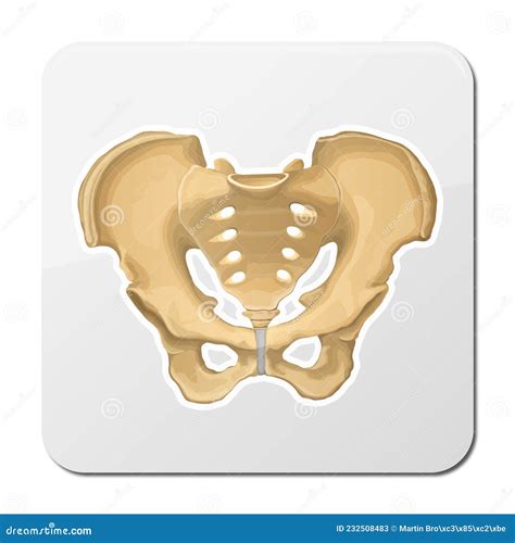 Pelvis Human Skeleton Female Pelvic Bone Anatomy Hip 3d Artwork