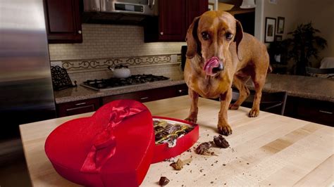 Astuce Aliments Ne Surtout Pas Donner Votre Chien Il En Va