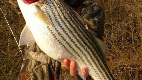 Big Bass Fishing Time On Lake Moultrie And Lake Marion