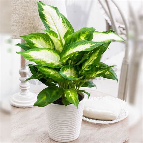 Dieffenbachia Camilla 1 Plant House Office Live Indoor Pot Plant