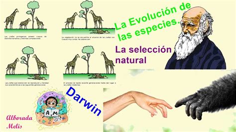 mirar televisión Puñalada después del colegio teoria de darwin