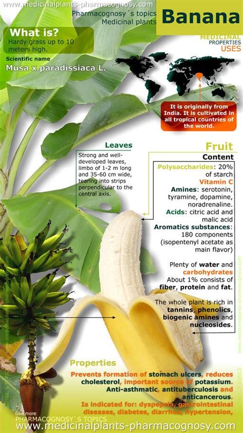 Banana Properties Infographic Pharmacognosy Medicinal Plants