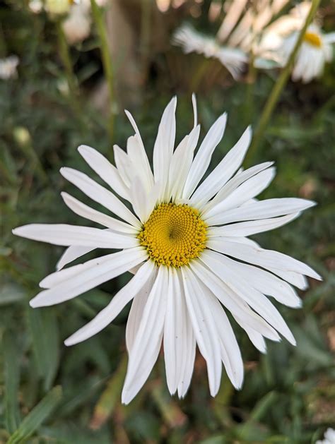 Fleur Botanique Bloom Photo Gratuite Sur Pixabay Pixabay