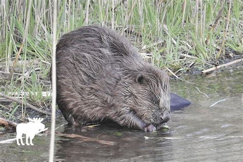 What Do Beavers Eat — Forest Wildlife