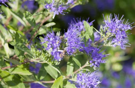 Top 10 Small Shrubs for Small Spaces - Birds and Blooms