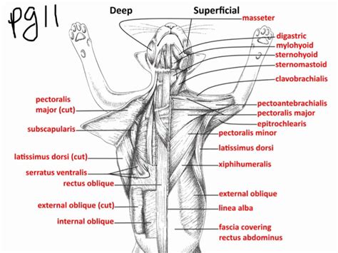 Cat Muscle System Diagram Ventral Katze Muskeln Dissection V