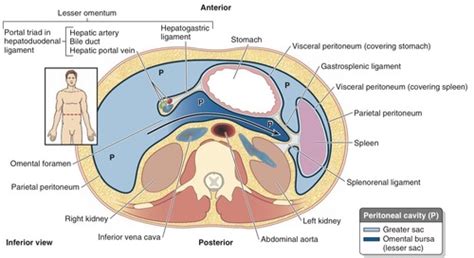 Peritoneal Folds And Disposition Of Viscera Flashcards Quizlet