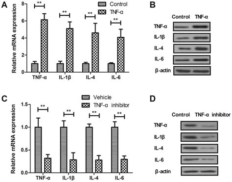 Tnf Increases Inflammatory Factor Expression In Synovial Fibroblasts