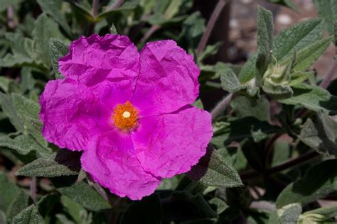 Cistus x pulverulentus ‘Sunset’ | Native Sons Wholesale Nursery