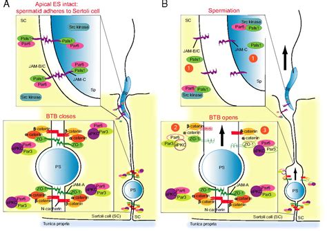 Par3 Par6 Polarity Complex Coordinates Apical Ectoplasmic