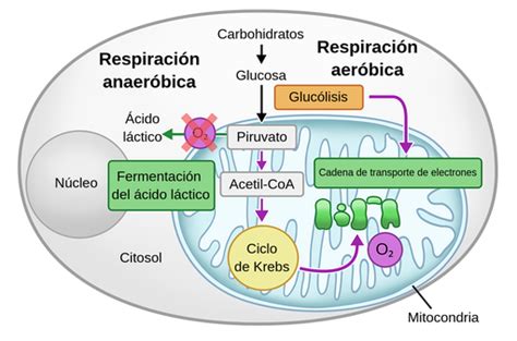 Respiraci N Celular Labster