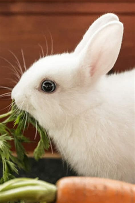 A Bunny Lover’s Guide to White Rabbit Breeds