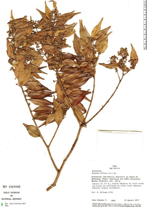 Eugenia Biflora Rapid Reference The Field Museum