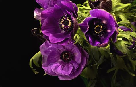 Purple, Anemones - Flowers wallpapers: 3000x1920