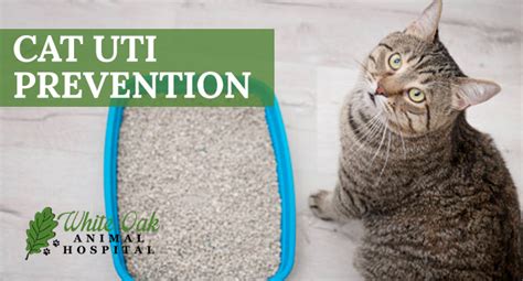 Easy Cat UTI Prevention - White Oak Animal Hospital