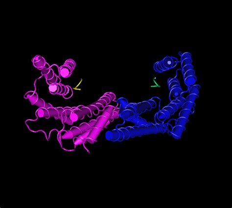 14 3 3 Proteins In Plant Brassinosteroid Signaling Developmental Cell