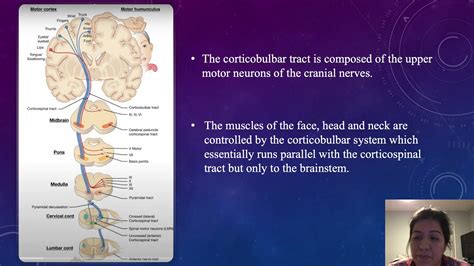 Corticobulbar Tract YouTube