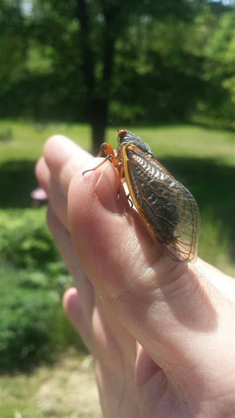 Trillions Of Brood X Cicadas About To Emerge Heres Where When You