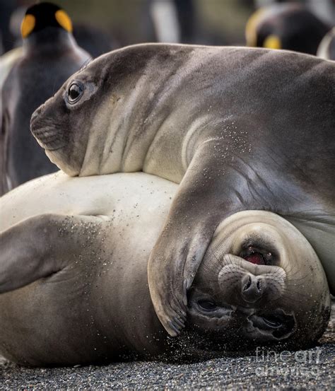 Seals, Antarctica Photograph by Philippe Tulula And Julie Alexander