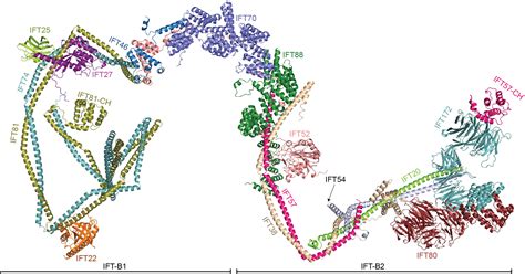 Researchers Reveal The Structure Of The IFT B Complex Essential For