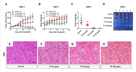 Figure From Triptolide Shows High Sensitivity And Low Toxicity