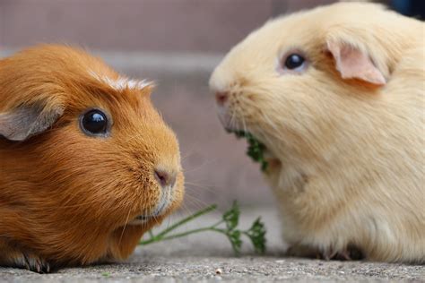 How Long Do Guinea Pigs Live Tiny Small Pets