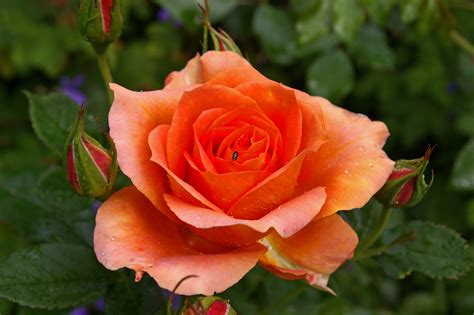 Fondos de pantalla Pétalos flor flora gotas brote pétalo Planta