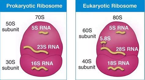 Bacterial 70s Ribosomes - all about bacteria images