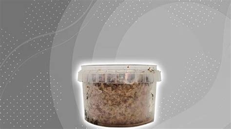 Magic Mushroom Grow Kit Psilove Go Kit Wholecelium