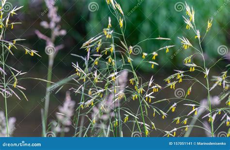 Graceful Spikelets of Awnless Brome Bromopsis Inermis on Meadow Near ...