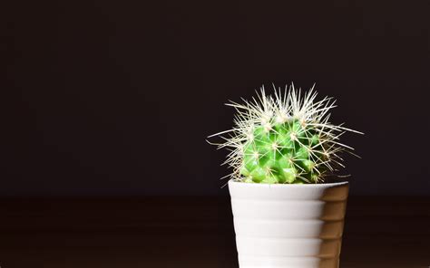 Cactus En Maceta Fondo De Pantalla 4k HD ID 3849