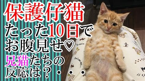 ゴミの中から保護された子猫が兄猫たちと仲良くなるまでの15日間 動物（犬・猫 他色々）【まとめ動画】