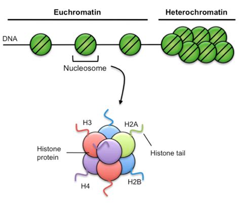 chromatin structure chromatin   broad structures