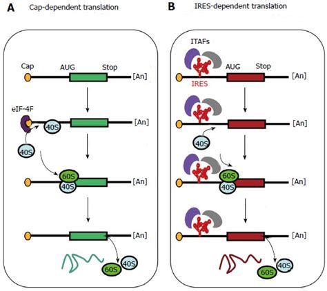 Internal Ribosome Entry Site Based Vectors For Combined Gene Therapy Pmc