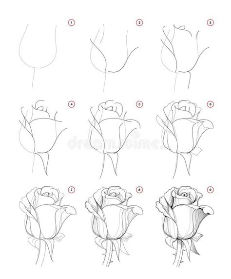 How To Draw Step Wise Beautiful Rose Flower Bud Creation Step By Step