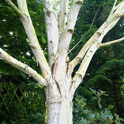 BETULA Utilis Var Jacquemontii Doorenbos CTR 4L