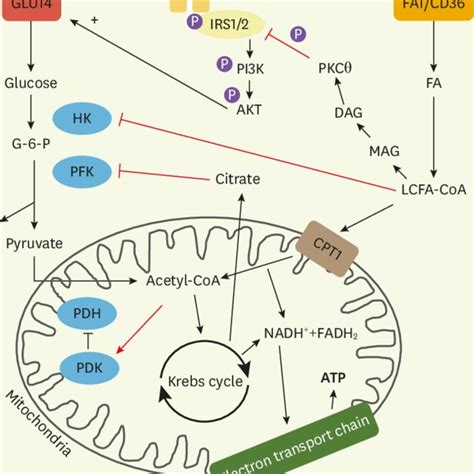 Schematic Representing Glucose And Fatty Acid Metabolism In The Healthy Download Scientific