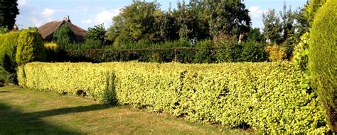 Golden Privet Ligustrum Ovalifolium Aureum Hedging UK