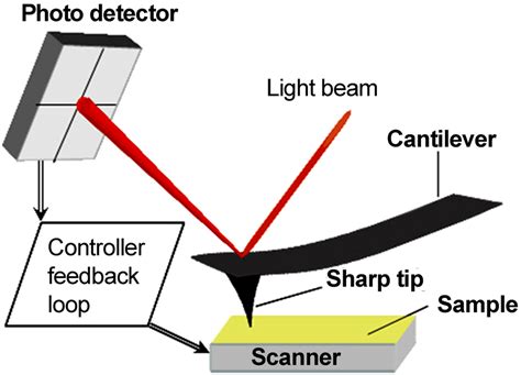 Schematic of AFM working principle. Reprinted with permission from ref. | Download Scientific ...