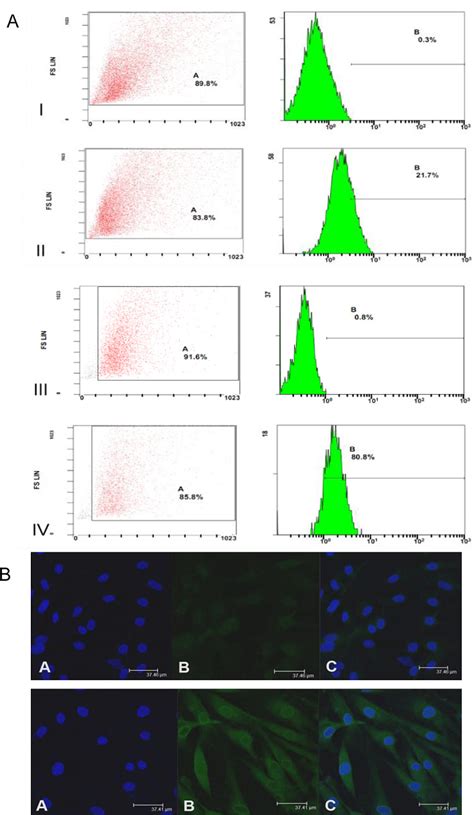 At1r Antibody Santa Cruz Biotechnology Bioz