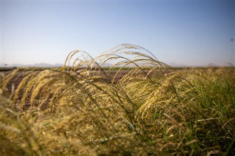 A guide to teff flour - The Teff Company