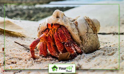 The Life of a Hermit Crab without Shell - Your Pet Planet