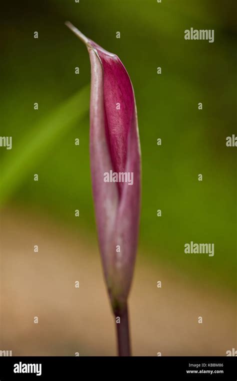 close up of Anthurium plant, water drops on Anthurium plant Stock Photo ...