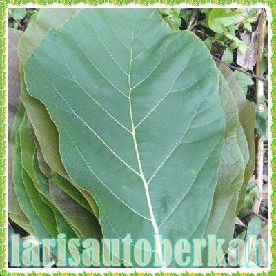 Jual daun jati belanda daun jati segar perlembar daun jati pembungkus m ...