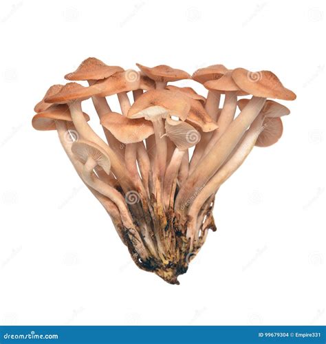 Armillaria Tabescens Mushroom Stock Photo - Image of background